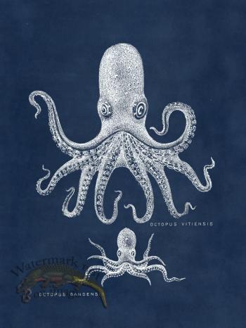 Octopus Blue 13